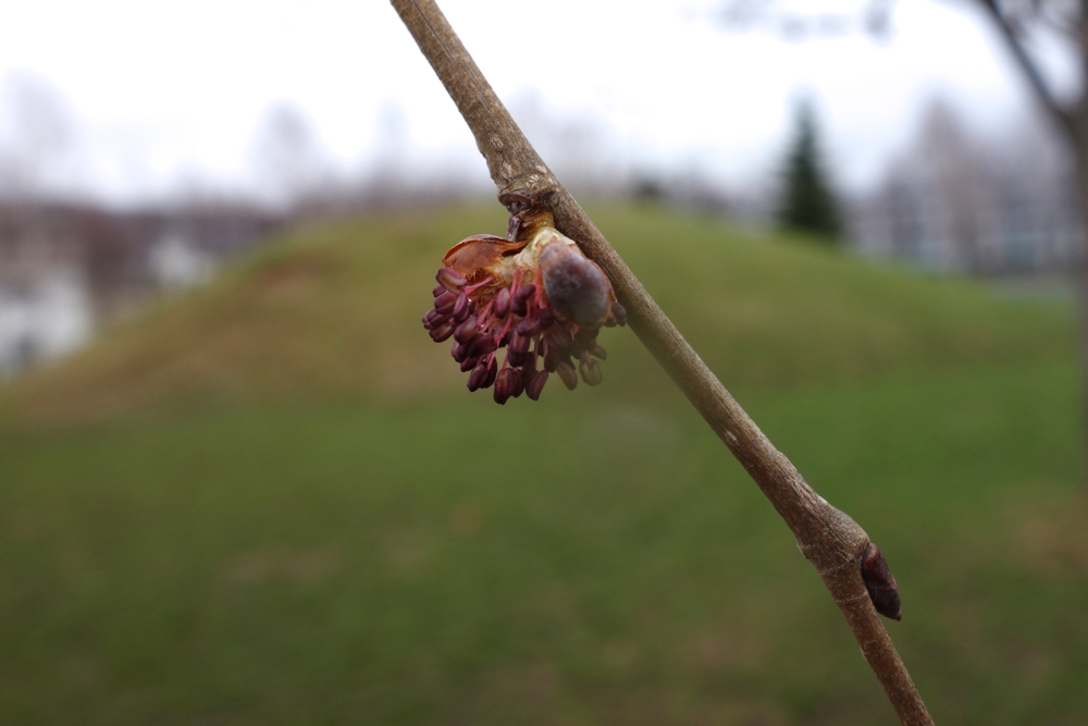 f:id:elmikamino:20130503105106j:image:w500