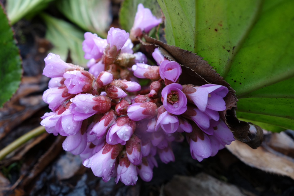 f:id:elmikamino:20130503105414j:image:w500