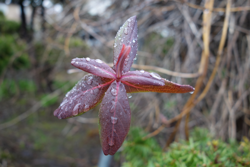 f:id:elmikamino:20130503105504j:image:w500