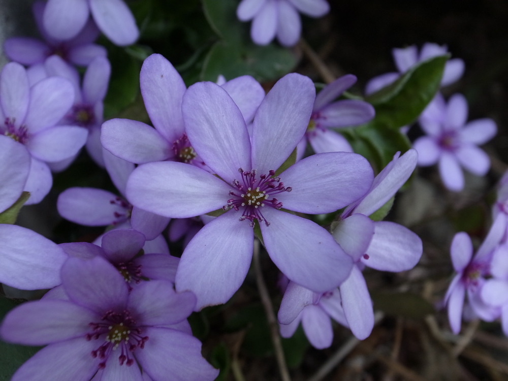 f:id:elmikamino:20130509104312j:image:w500