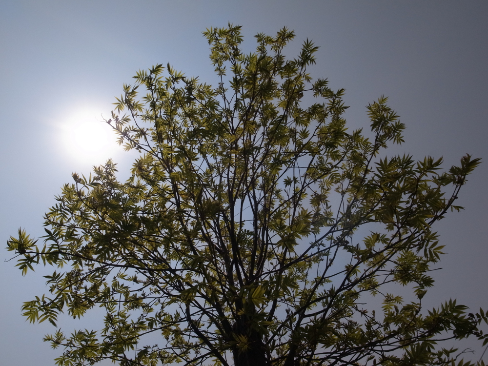f:id:elmikamino:20130509104622j:image:w500