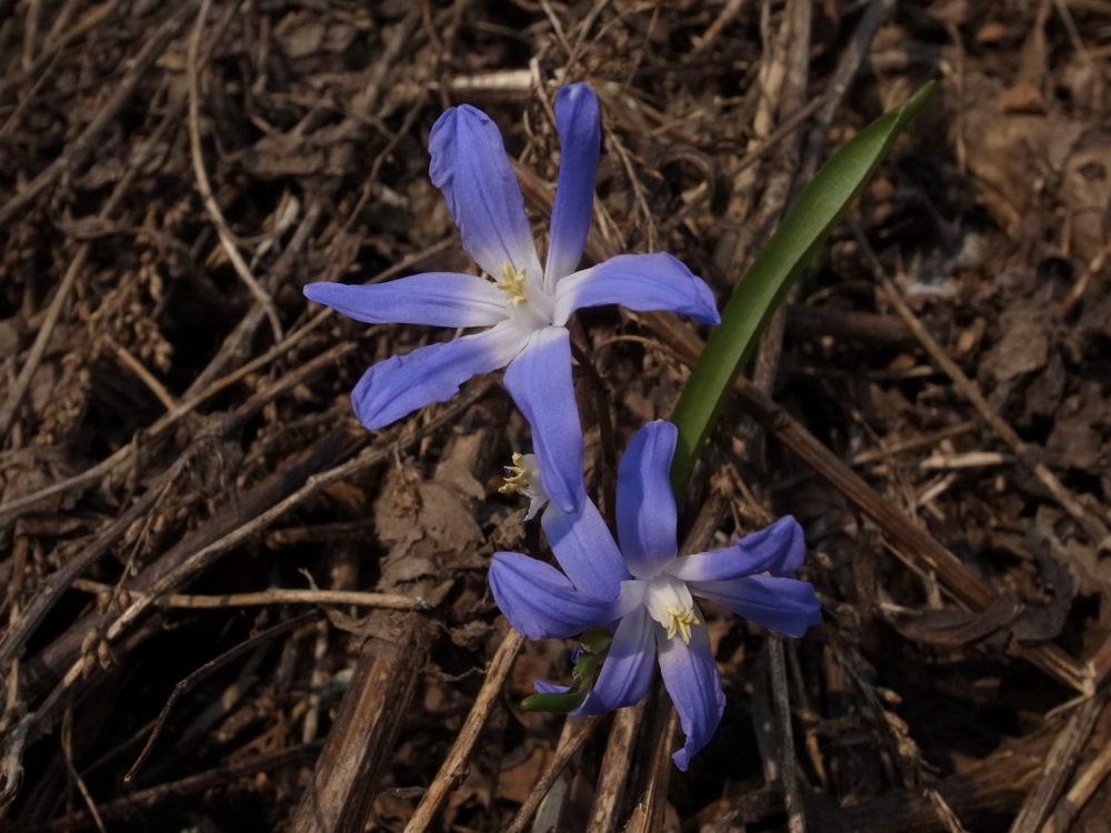f:id:elmikamino:20130509105359j:image:w500
