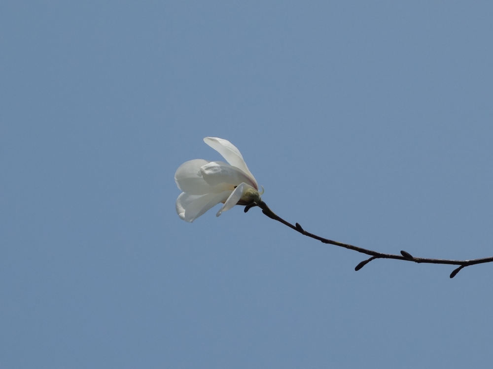 f:id:elmikamino:20130509110721j:image:w500