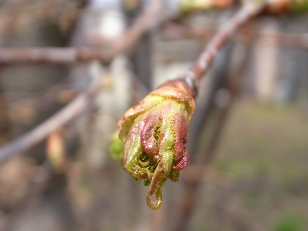 f:id:elmikamino:20130509110950j:image:w500