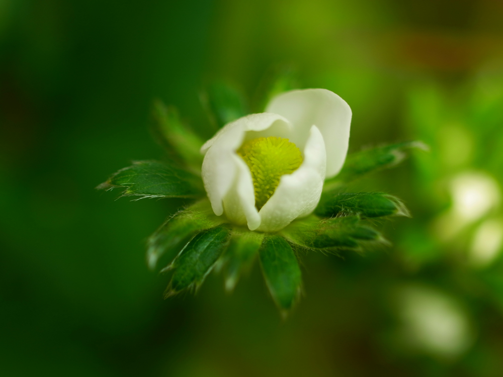 f:id:elmikamino:20130513090559j:image:w500 f:id:elmikamino:20130513090559j:image:w500