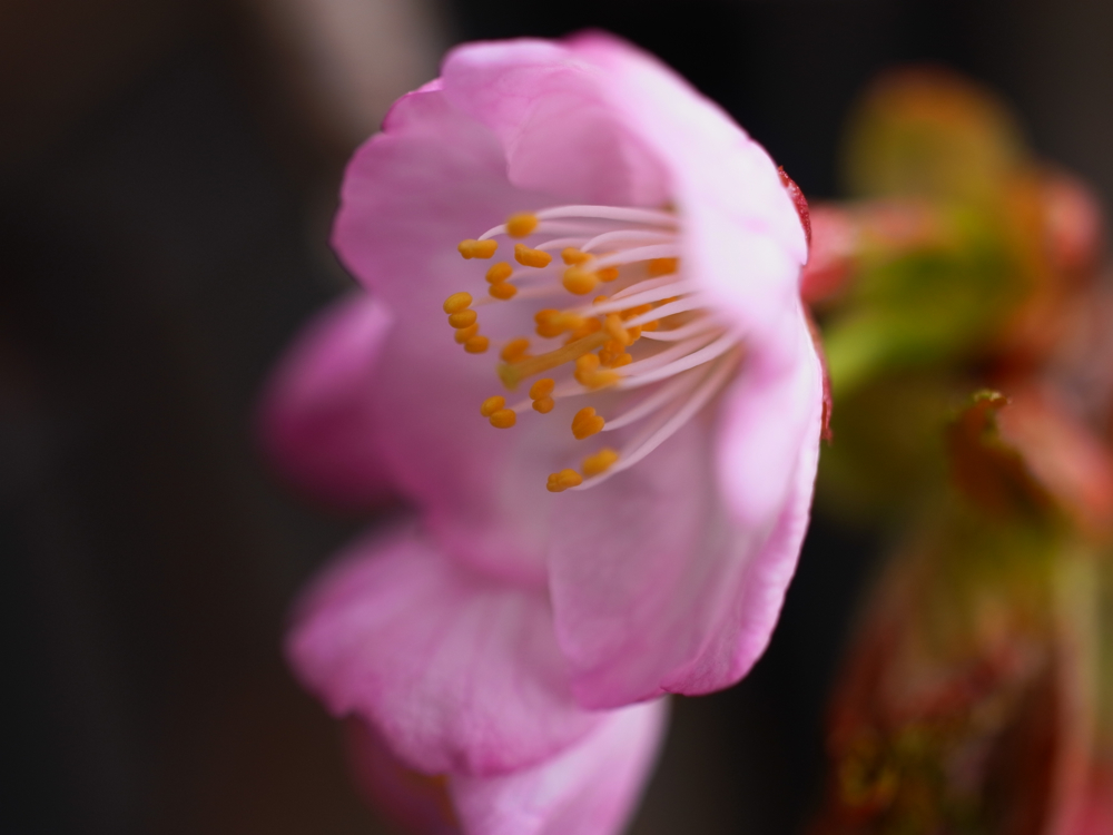f:id:elmikamino:20130513092924j:image:w500 f:id:elmikamino:20130513092924j:image:w500