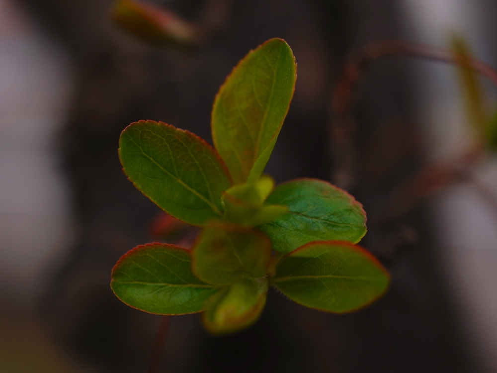 f:id:elmikamino:20130513094600j:image:w500 f:id:elmikamino:20130513094600j:image:w500
