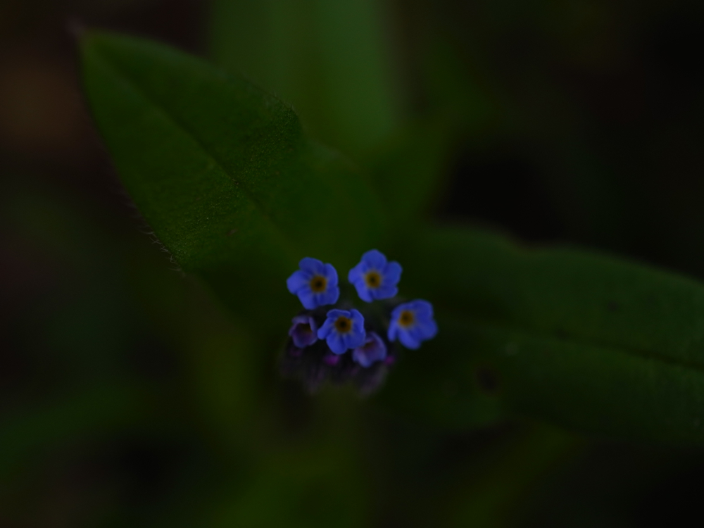 f:id:elmikamino:20130513095024j:image:w500 f:id:elmikamino:20130513095024j:image:w500