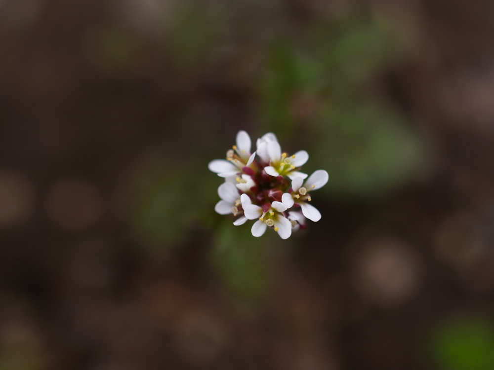 f:id:elmikamino:20130513095112j:image:w500 f:id:elmikamino:20130513095112j:image:w500