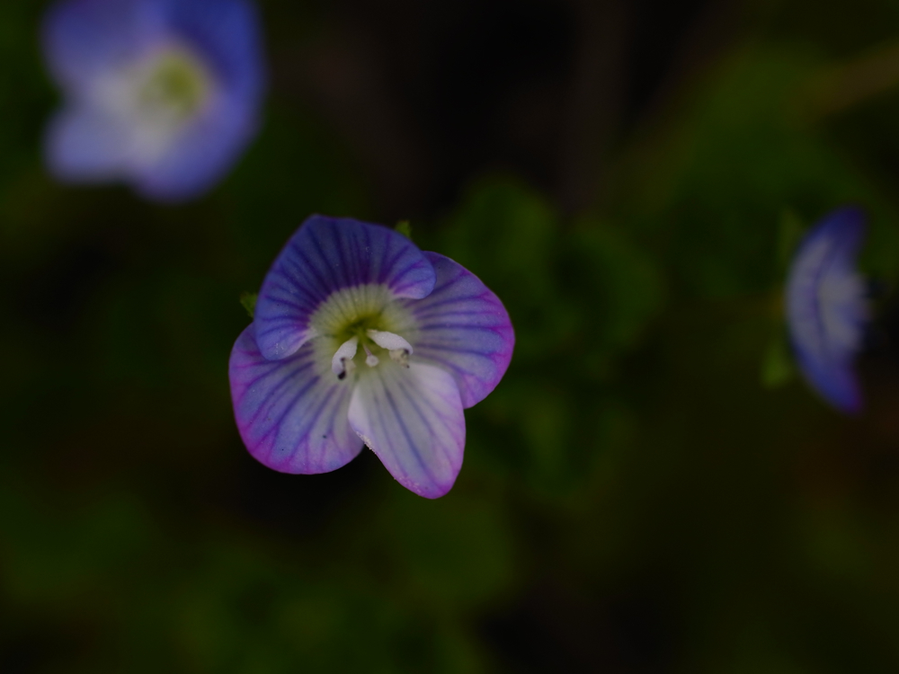 f:id:elmikamino:20130513095414j:image:w500 f:id:elmikamino:20130513095414j:image:w500