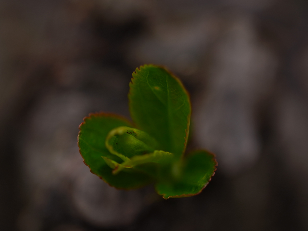 f:id:elmikamino:20130513100300j:image:w500 f:id:elmikamino:20130513100300j:image:w500