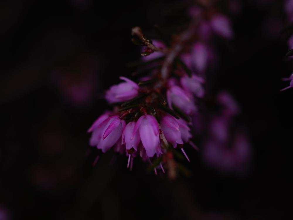 f:id:elmikamino:20130513101032j:image:w500 f:id:elmikamino:20130513101032j:image:w500