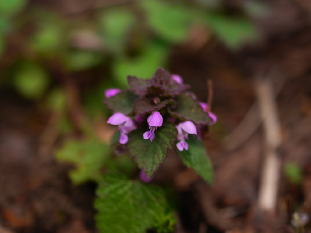 f:id:elmikamino:20130513101117j:image:w500 f:id:elmikamino:20130513101117j:image:w500
