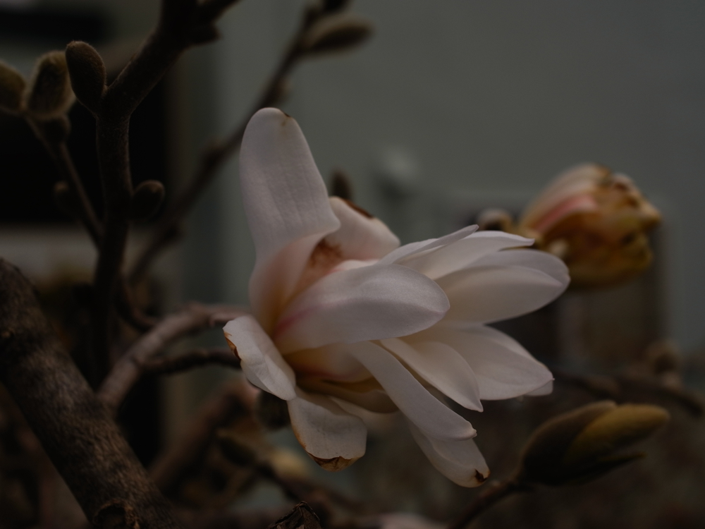 f:id:elmikamino:20130513101547j:image:w500 f:id:elmikamino:20130513101547j:image:w500