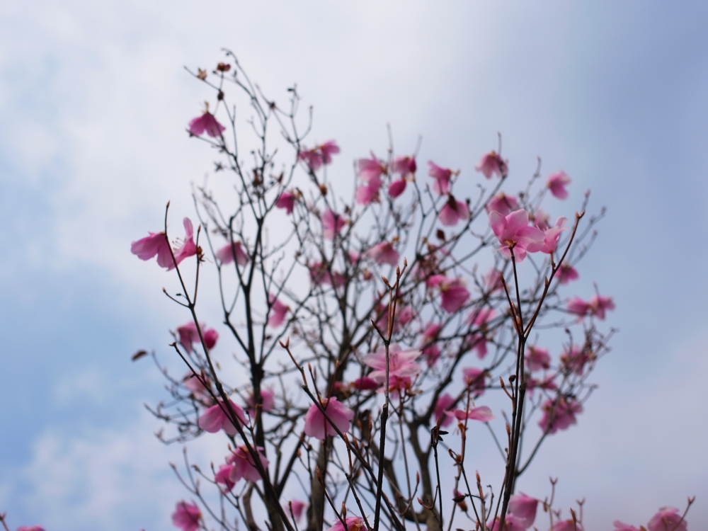 f:id:elmikamino:20130513101840j:image:w500 f:id:elmikamino:20130513101840j:image:w500
