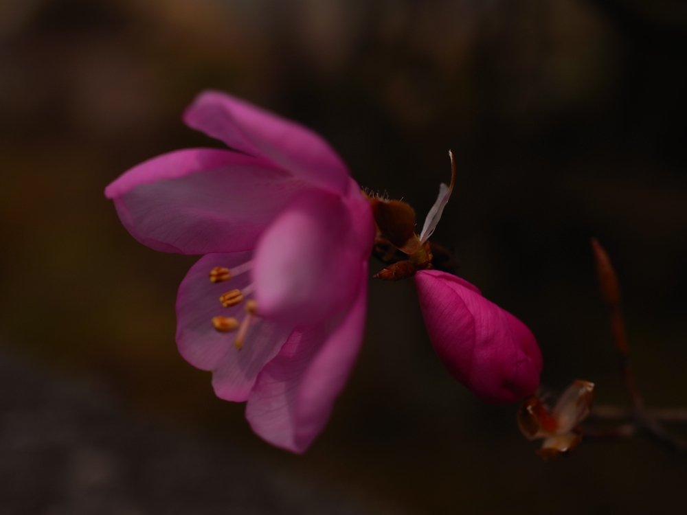 f:id:elmikamino:20130513101917j:image:w500 f:id:elmikamino:20130513101917j:image:w500