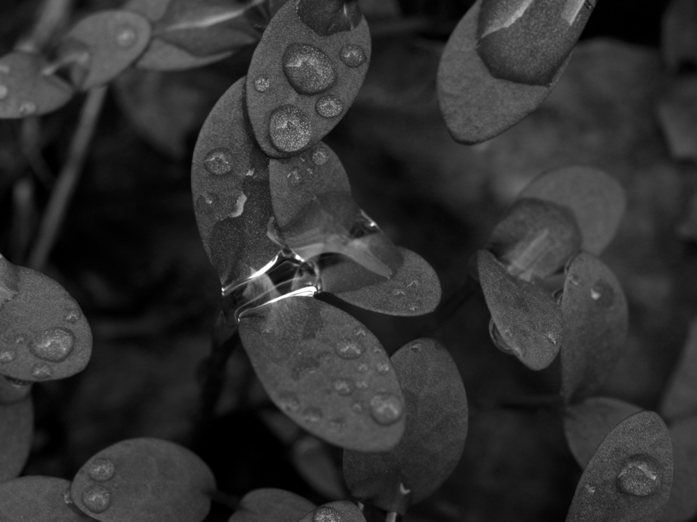 f:id:elmikamino:20130516101120j:image:w500