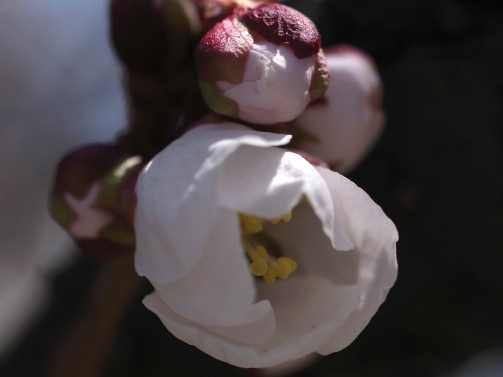 f:id:elmikamino:20130517101926j:image:w500