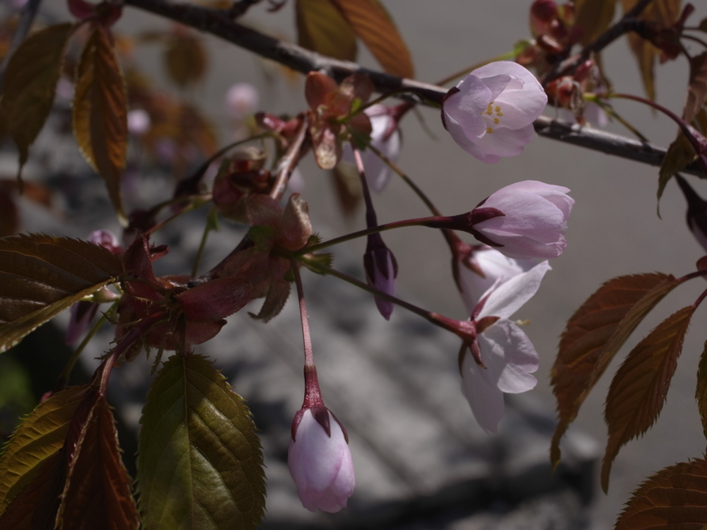 f:id:elmikamino:20130517102105j:image:w500