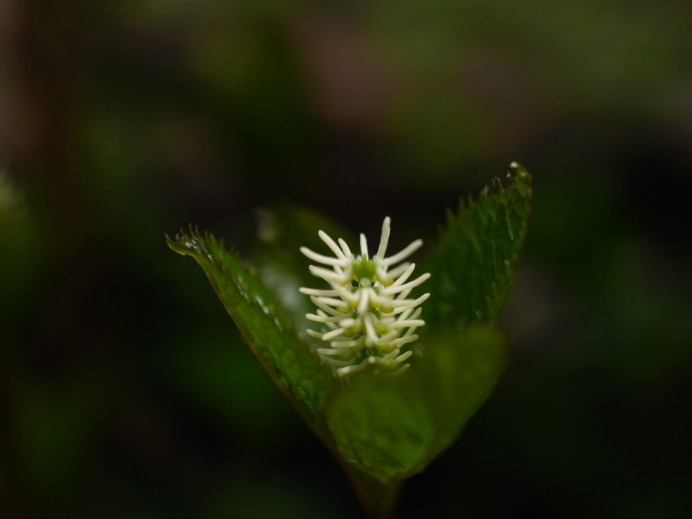 f:id:elmikamino:20130519100439j:image:w500