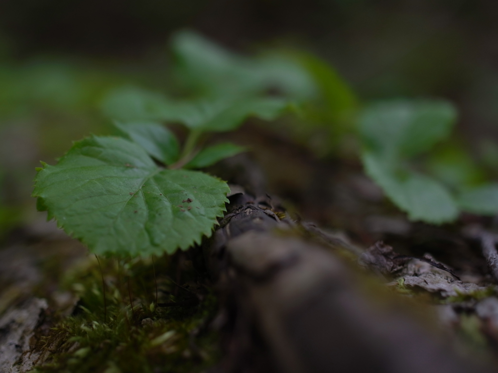 f:id:elmikamino:20130519100650j:image:w500