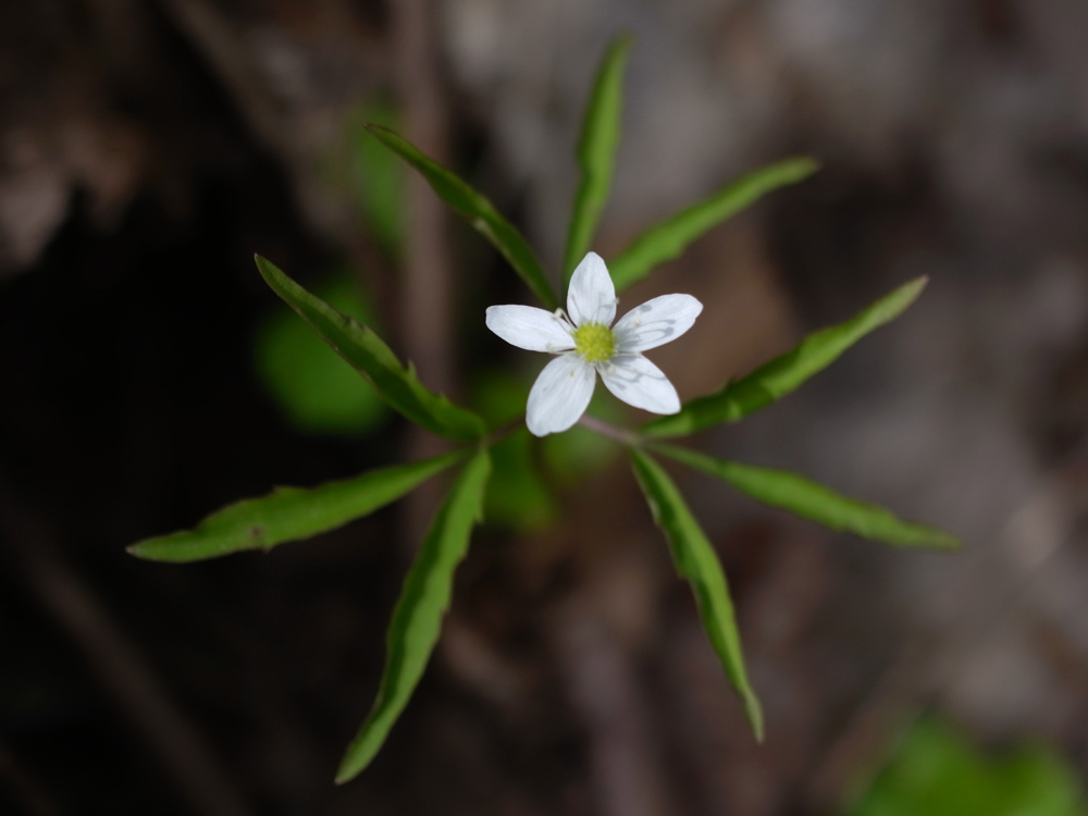 f:id:elmikamino:20130519101645j:image:w500