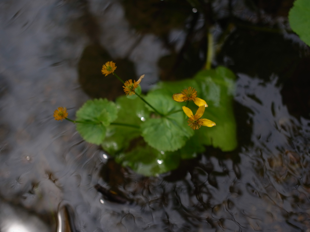 f:id:elmikamino:20130519102053j:image:w500