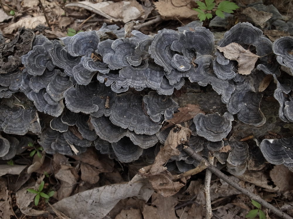 f:id:elmikamino:20130519102438j:image:w500