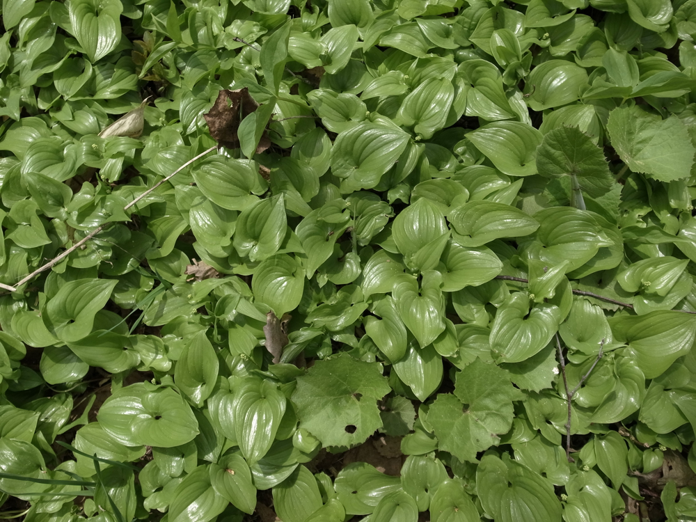 f:id:elmikamino:20130519102730j:image:w500