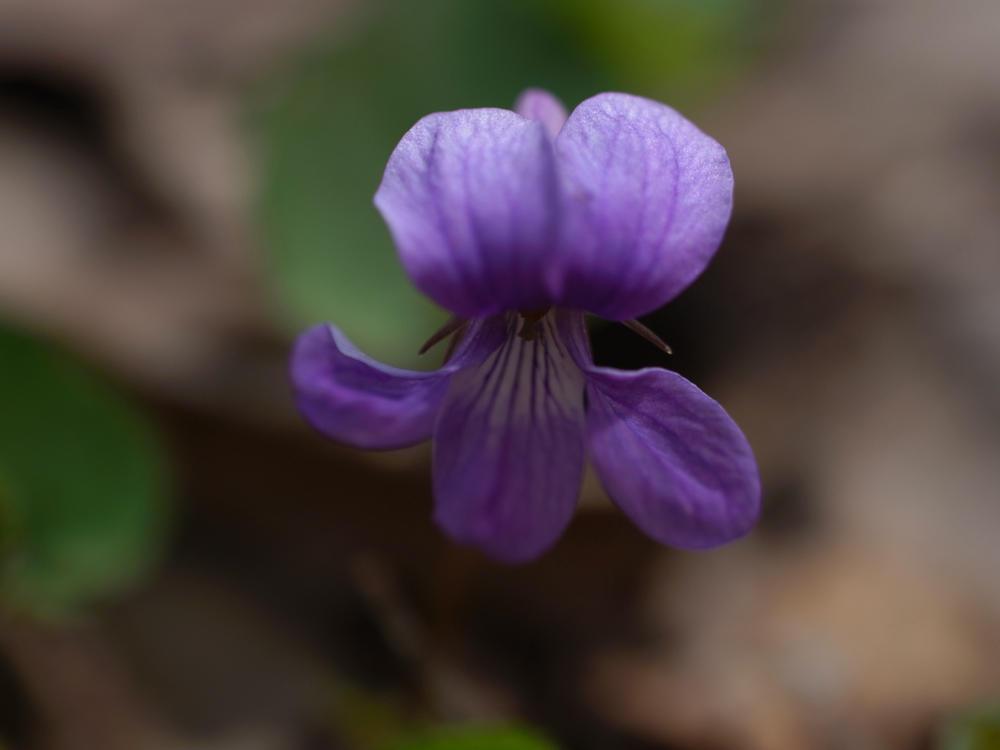 f:id:elmikamino:20130519103034j:image:w500