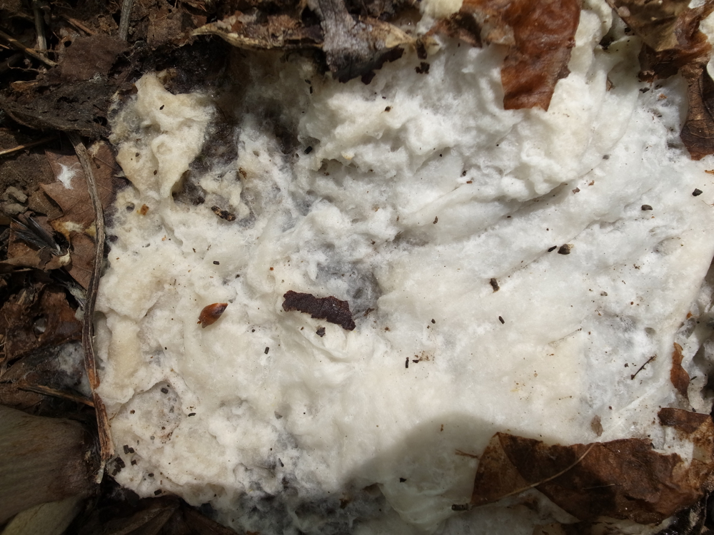 f:id:elmikamino:20130519104337j:image:w500