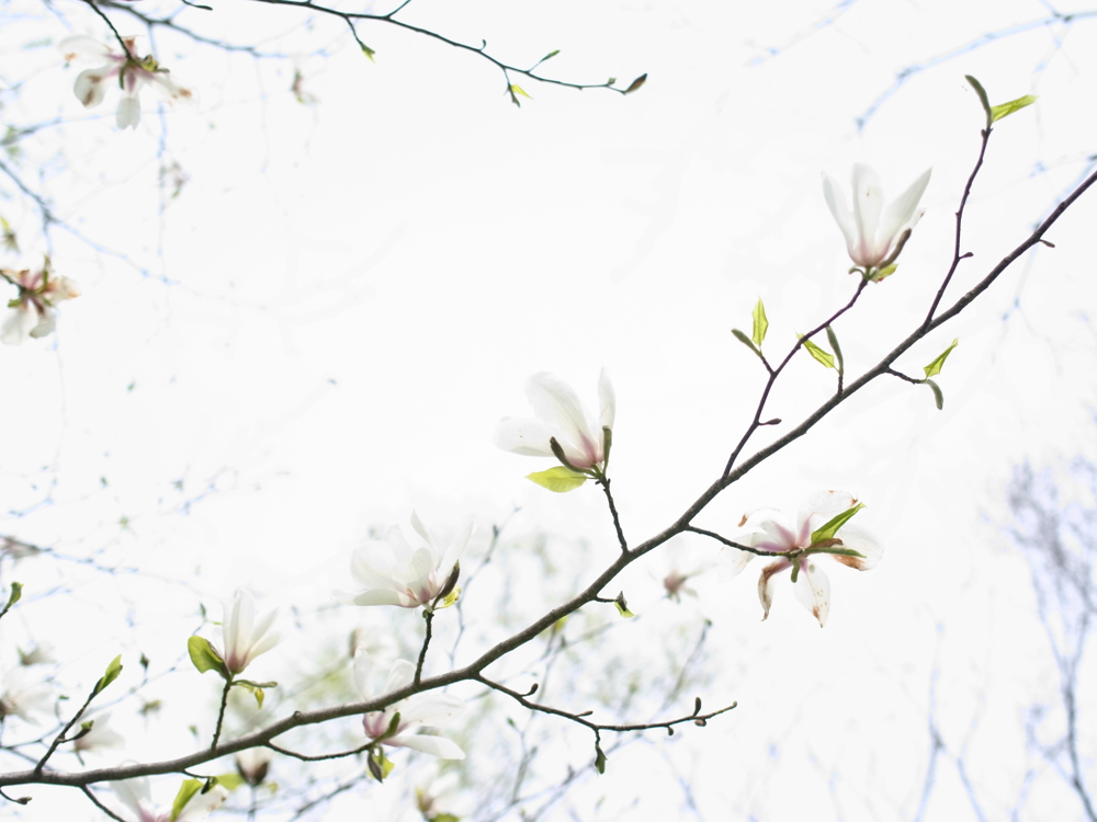 f:id:elmikamino:20130519104543j:image:w500