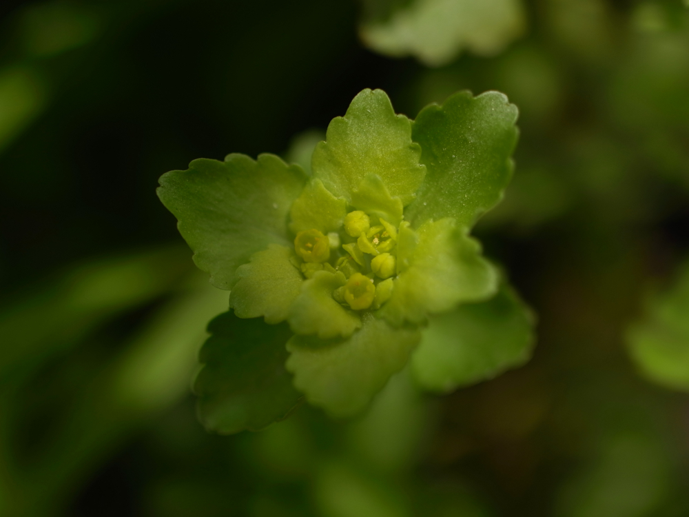 f:id:elmikamino:20130519104852j:image:w500