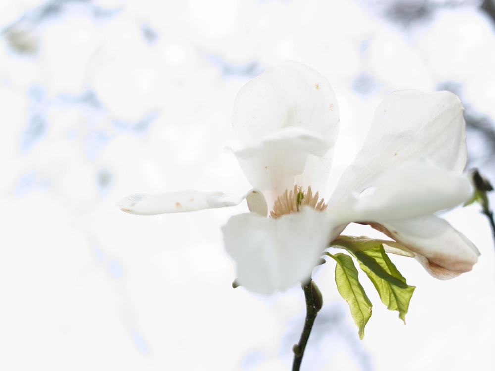 f:id:elmikamino:20130519105236j:image:w500