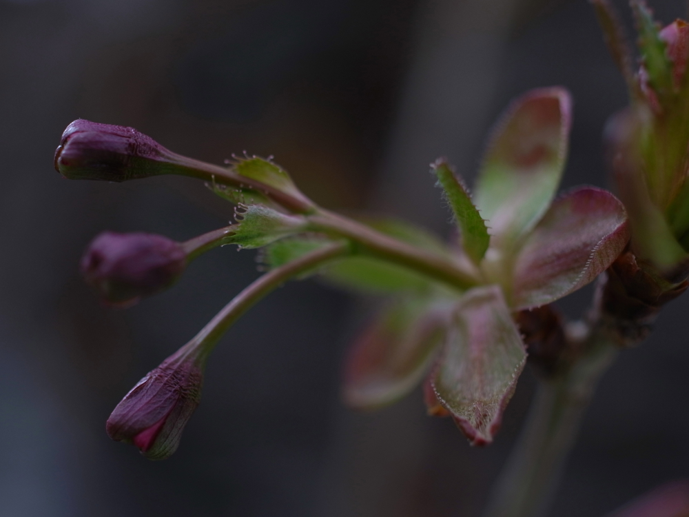 f:id:elmikamino:20130520104244j:image:w500