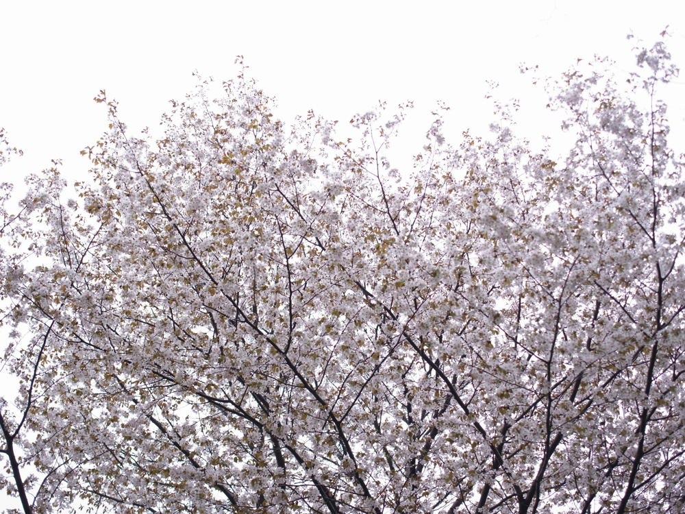 f:id:elmikamino:20130520105148j:image:w500