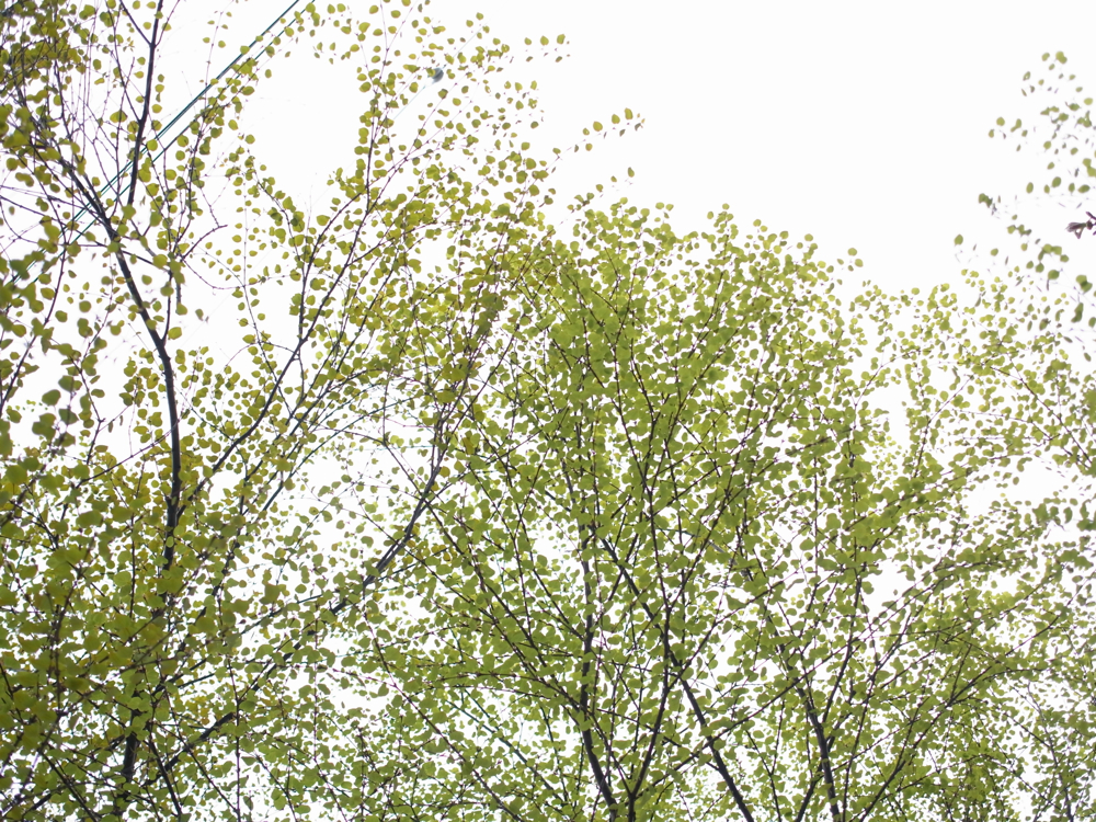 f:id:elmikamino:20130520105946j:image:w500
