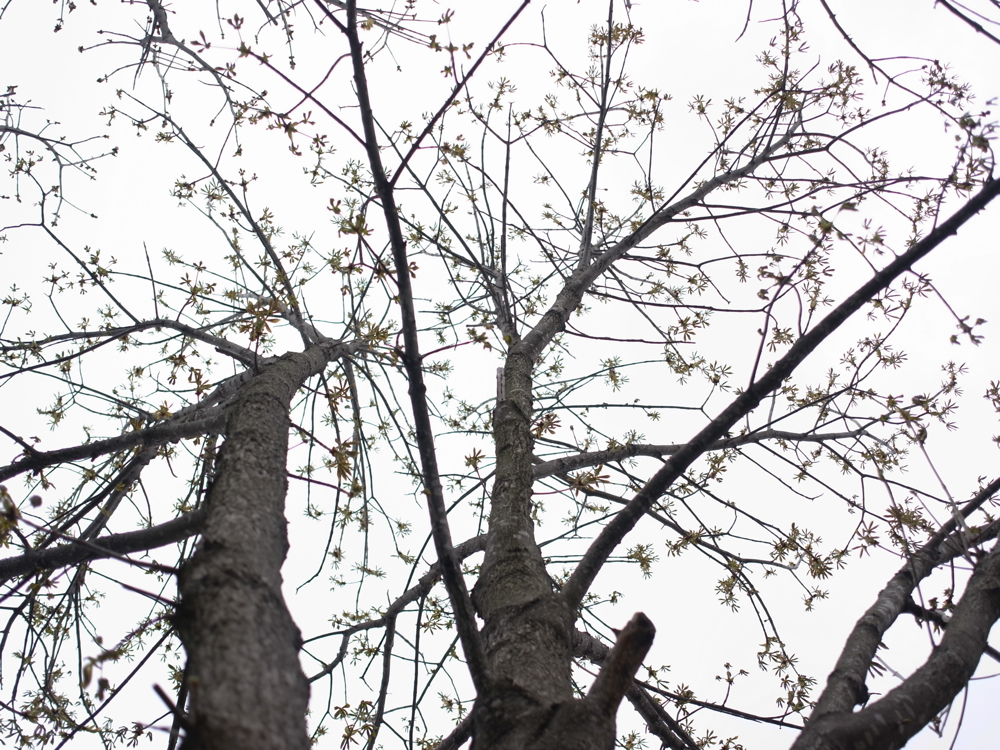 f:id:elmikamino:20130520110110j:image:w500