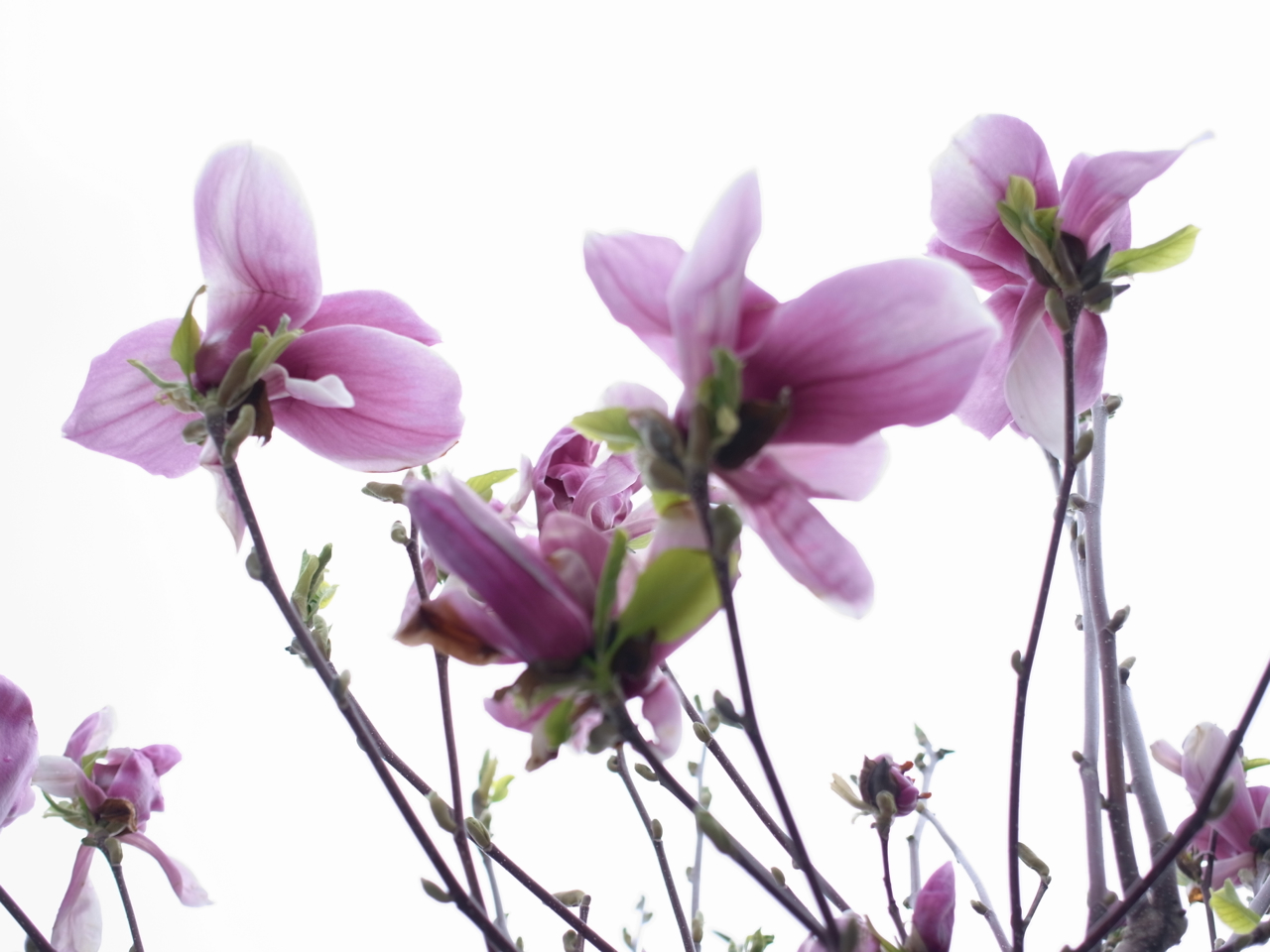 f:id:elmikamino:20130520111524j:image:w500