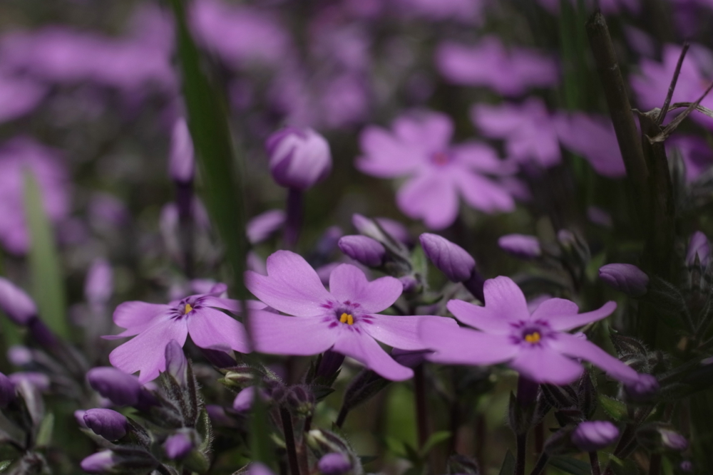 f:id:elmikamino:20130521100702j:image:w500