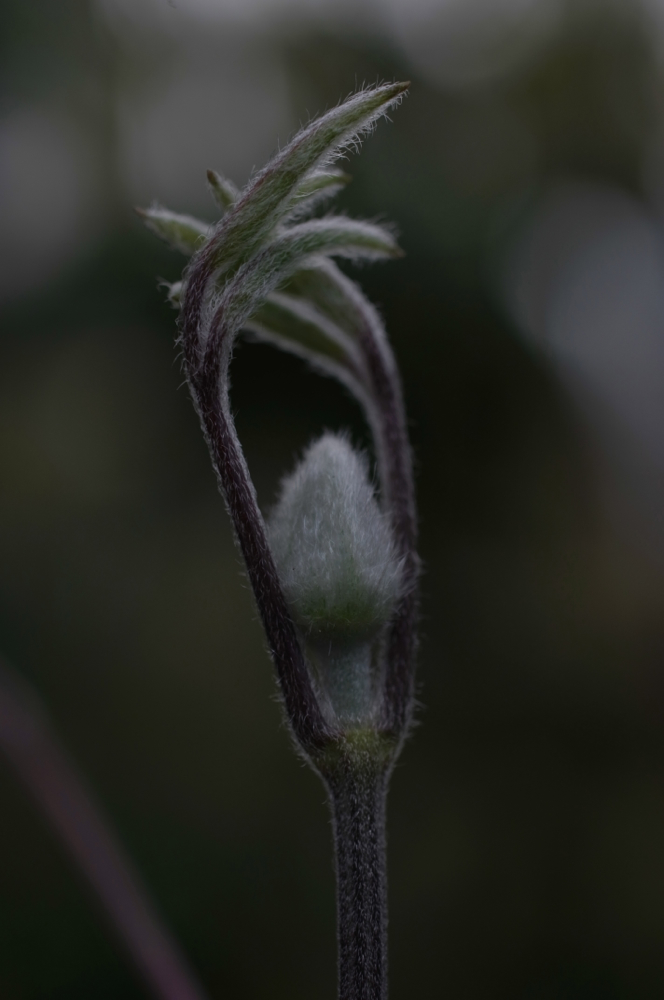 f:id:elmikamino:20130521112623j:image:h500