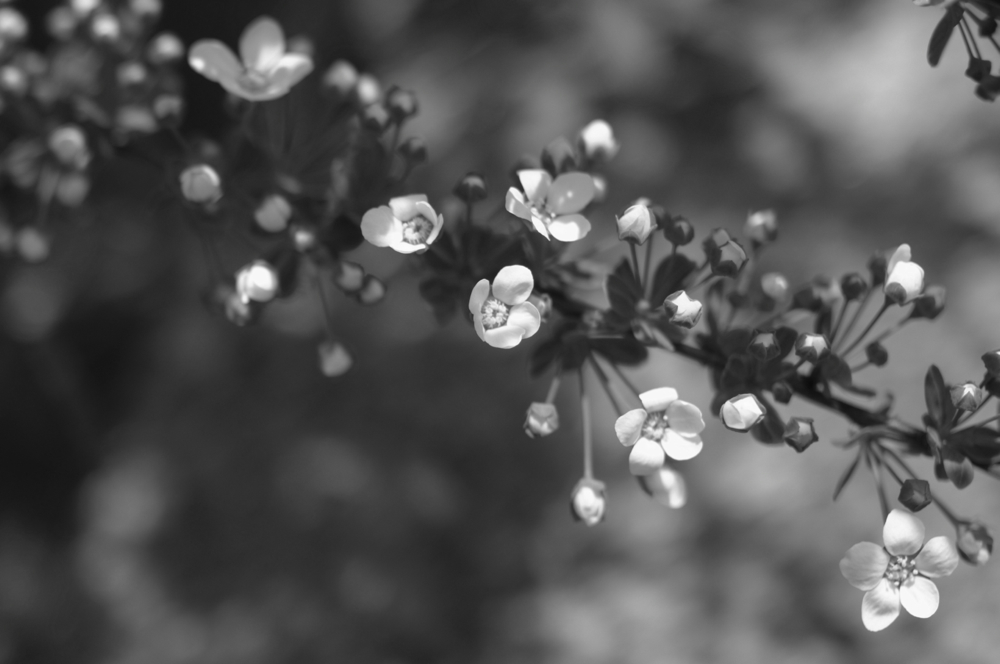 f:id:elmikamino:20130521112939j:image:w500