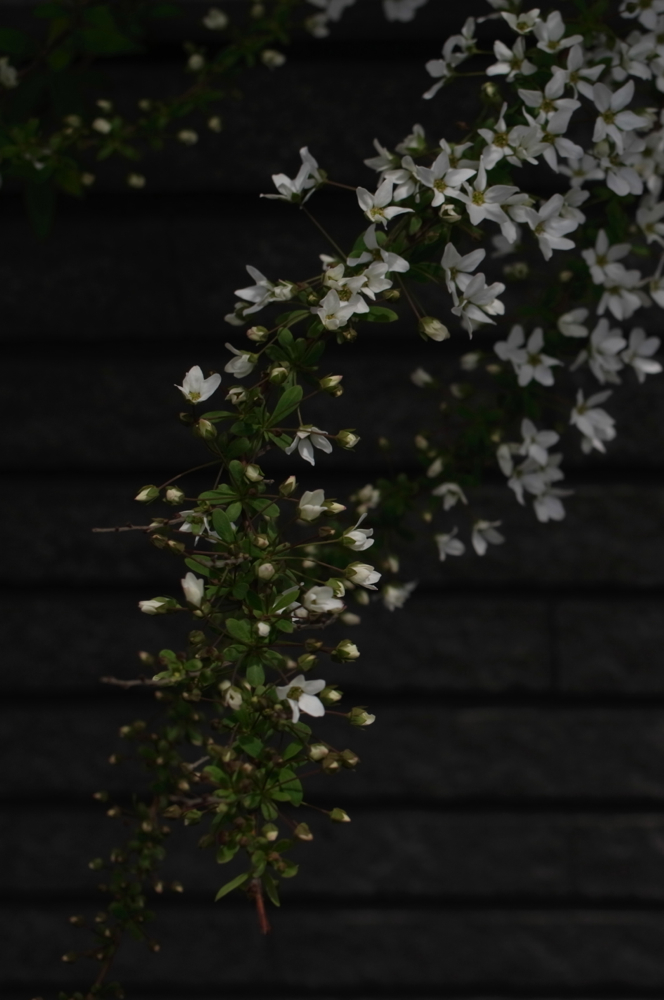 f:id:elmikamino:20130521113618j:image:h500