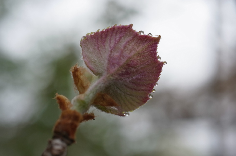 f:id:elmikamino:20130523102933j:image:w500