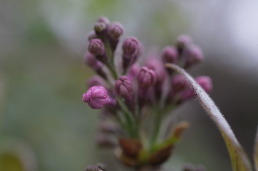 f:id:elmikamino:20130523103033j:image:w500