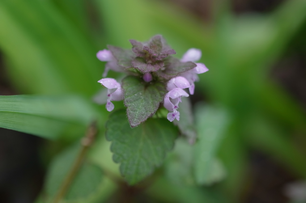 f:id:elmikamino:20130523103155j:image:w500