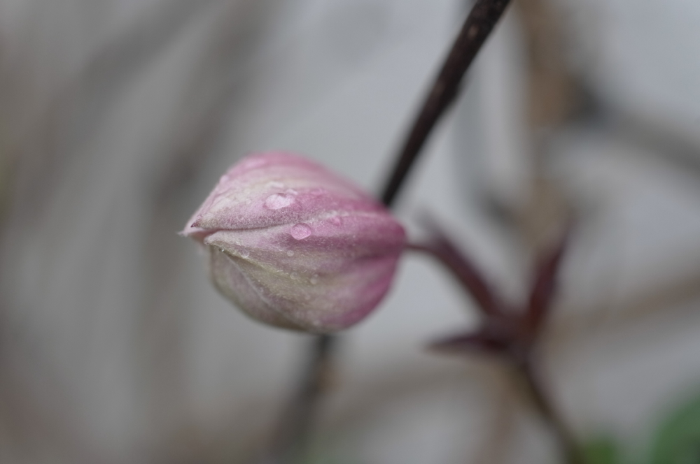 f:id:elmikamino:20130523103540j:image:w500