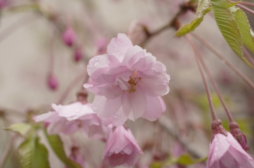 f:id:elmikamino:20130523104015j:image:w500