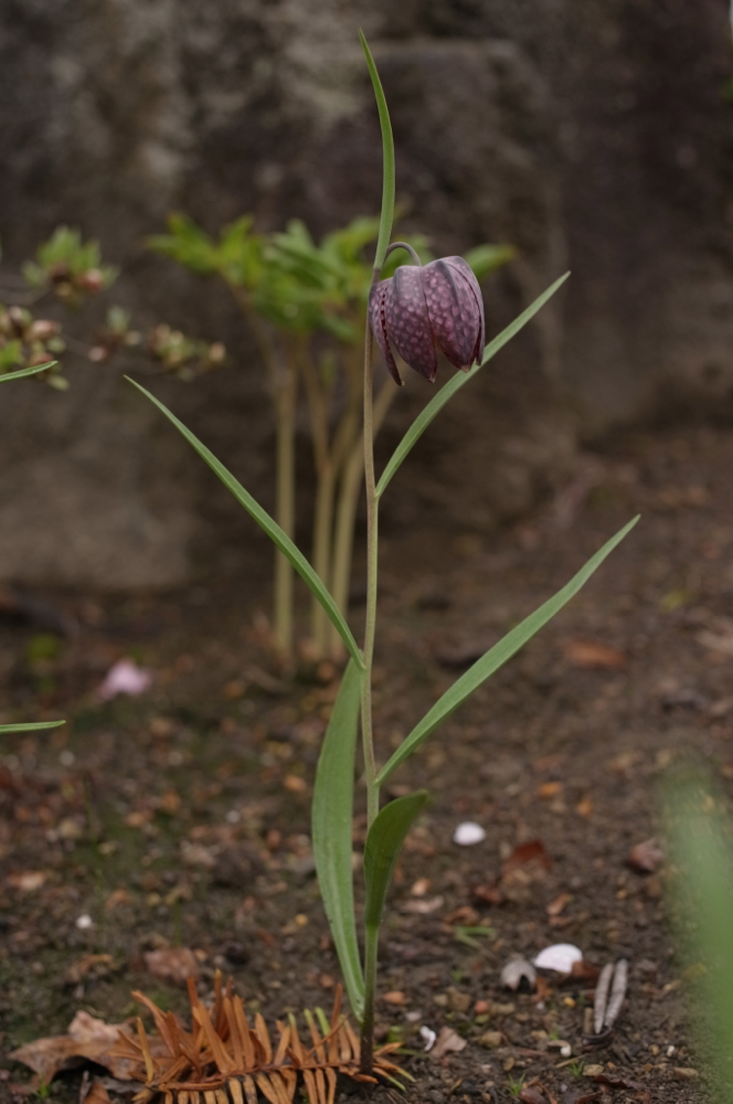 f:id:elmikamino:20130523105148j:image:h500