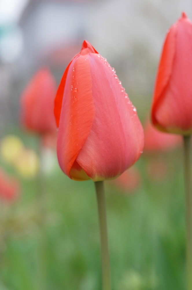 f:id:elmikamino:20130523111509j:image:h500